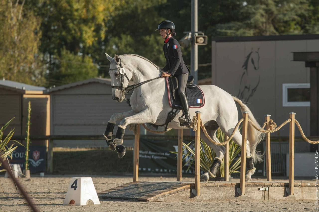 Gelding Lusitano For sale 2012 Grey