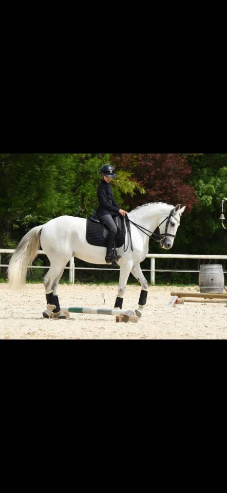 Gelding Lusitano For sale 2012 Grey