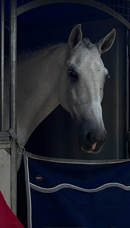 Gelding Lusitano For sale 2012 Grey