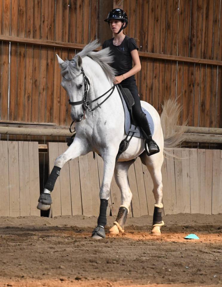 Gelding Lusitano For sale 2012 Grey