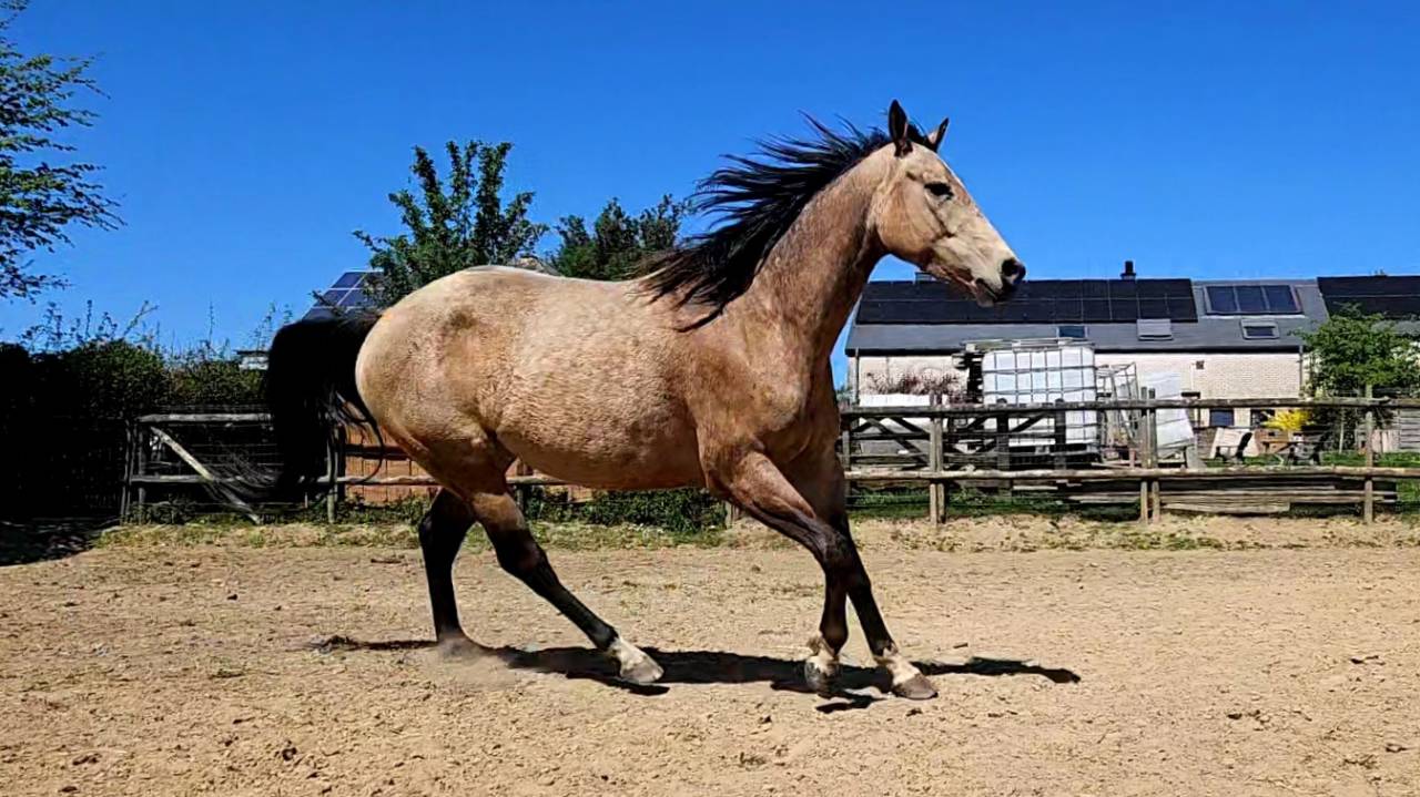 Mare AQPS For sale 2022 Buckskin