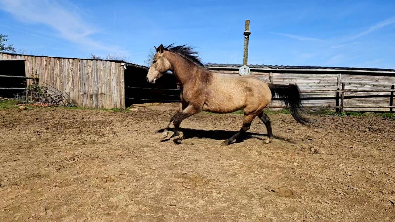 Mare AQPS For sale 2022 Buckskin