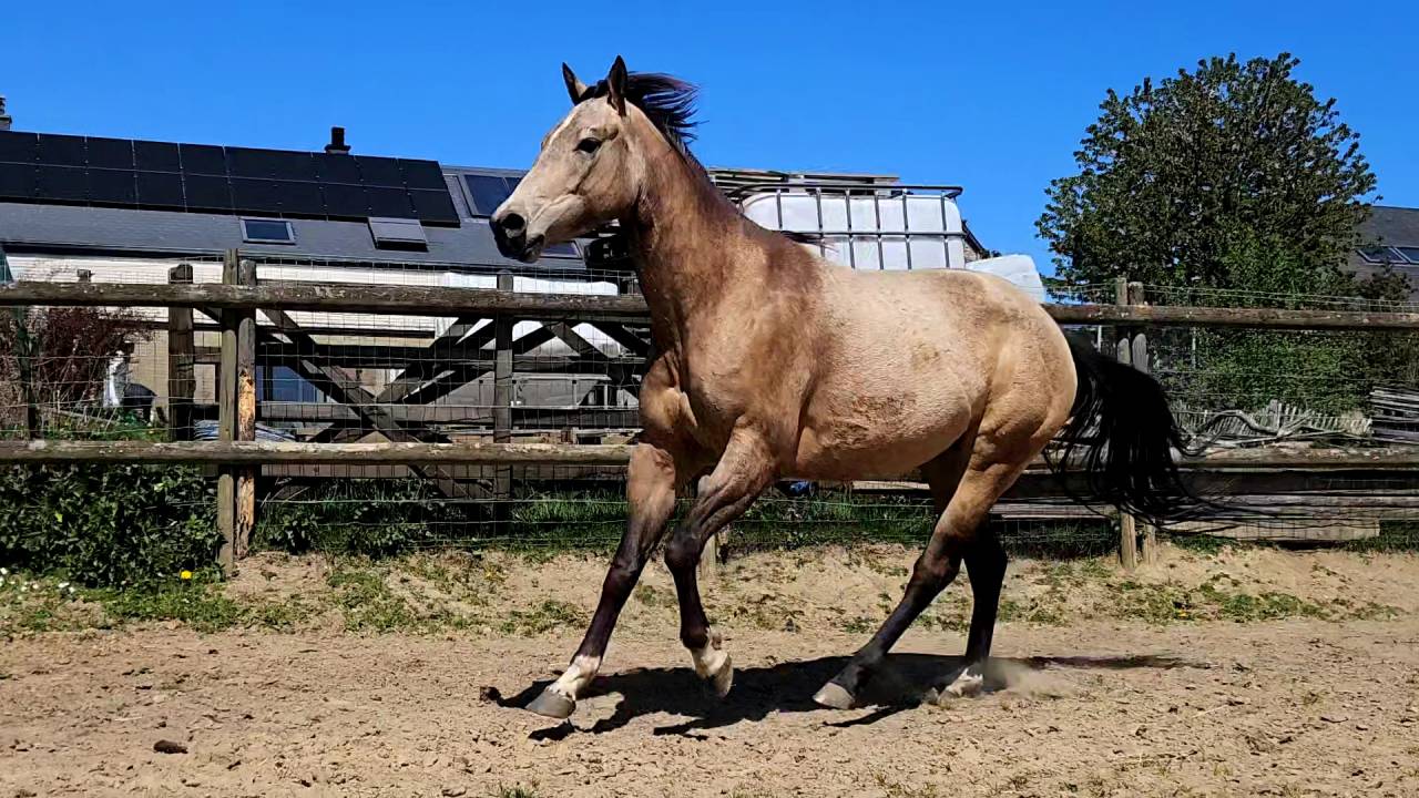 Mare AQPS For sale 2022 Buckskin