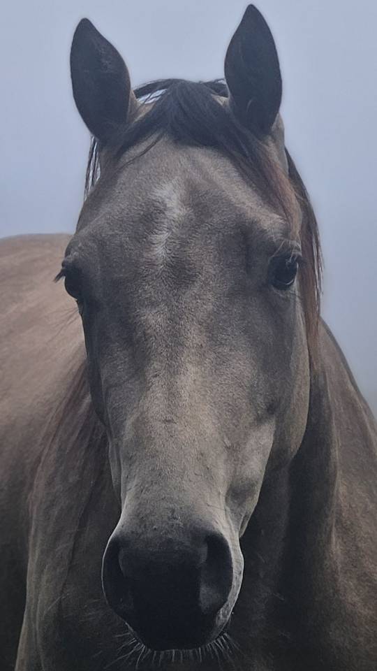 Mare AQPS For sale 2022 Buckskin