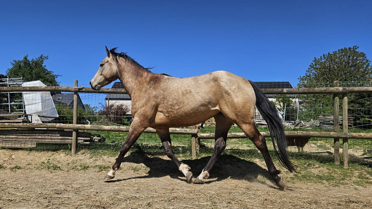 Mare AQPS For sale 2022 Buckskin