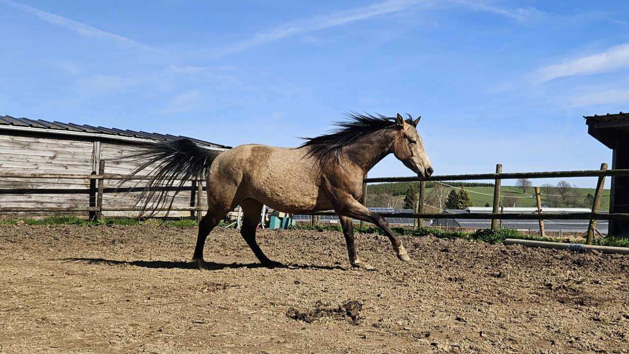 Mare AQPS For sale 2022 Buckskin