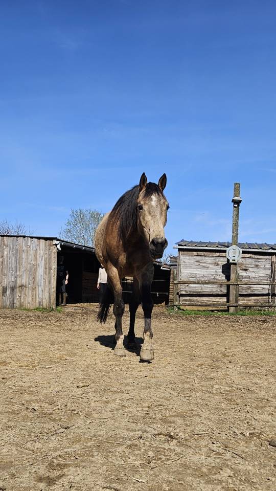 Mare AQPS For sale 2022 Buckskin