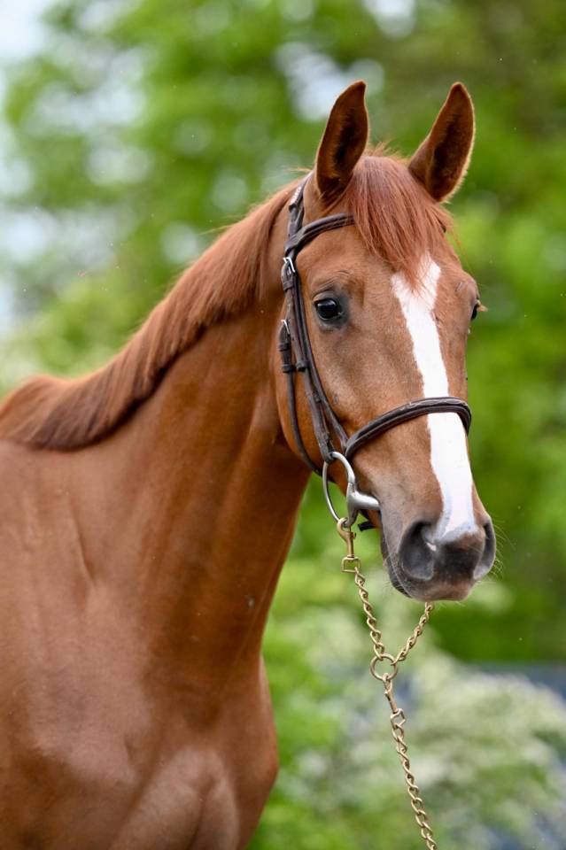 Gelding KWPN Dutch Warmblood For sale 2022 Chesnut