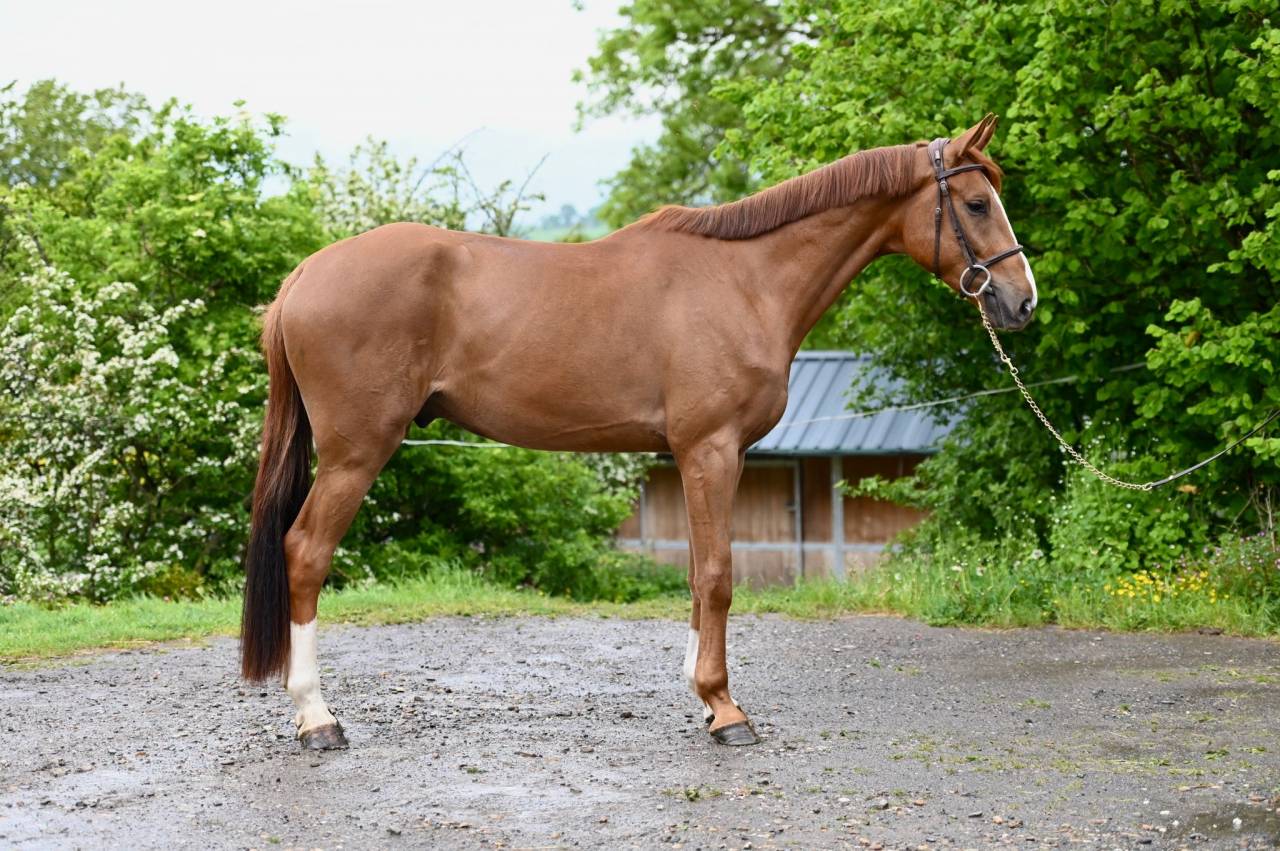 Gelding KWPN Dutch Warmblood For sale 2022 Chesnut