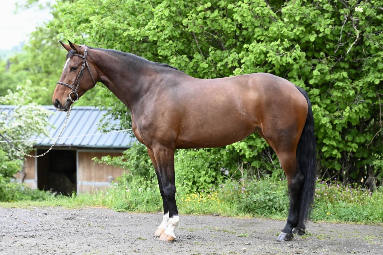 Mare Zangersheide For sale 2018 Bay