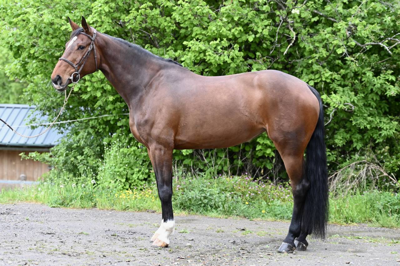 Mare Zangersheide For sale 2018 Bay