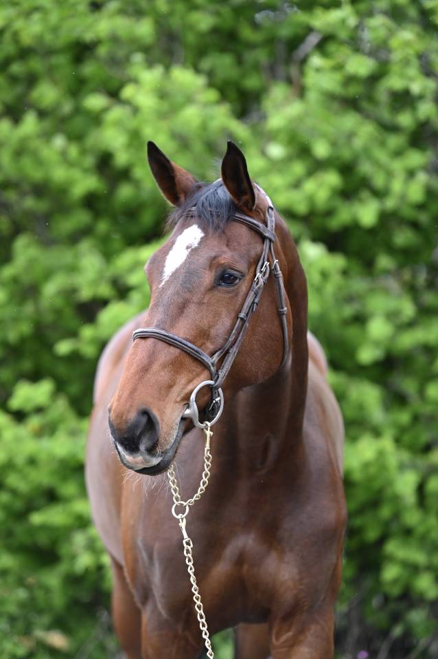 Mare Zangersheide For sale 2018 Bay