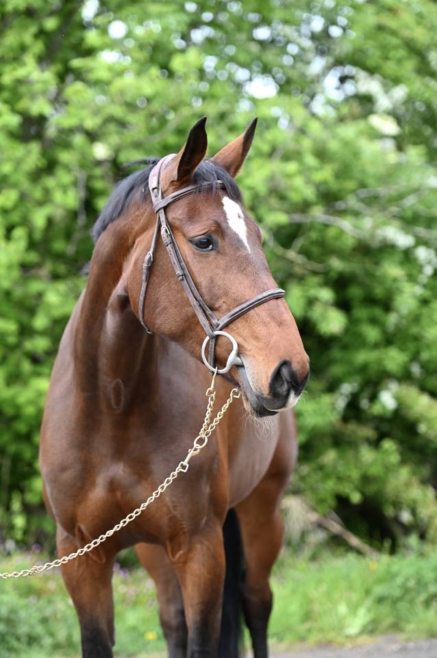 Mare Zangersheide For sale 2018 Bay