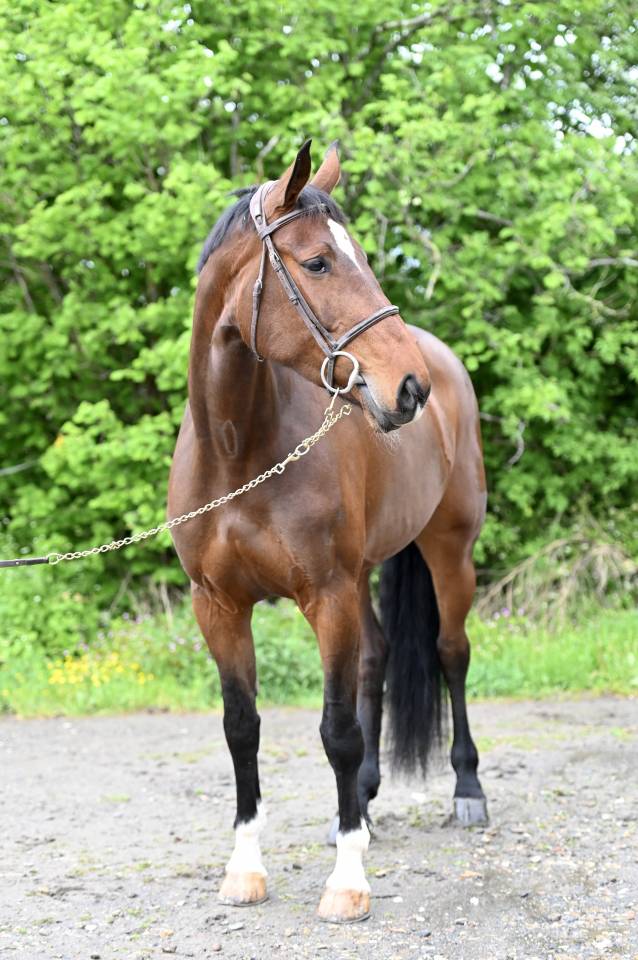 Mare Zangersheide For sale 2018 Bay