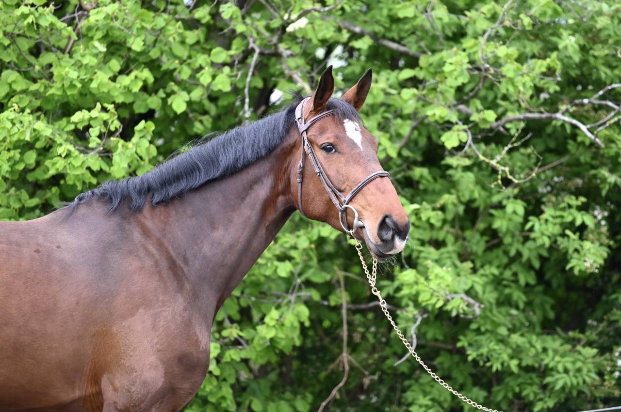 Mare Zangersheide For sale 2018 Bay