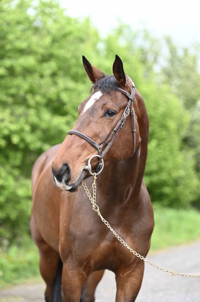 Mare Zangersheide For sale 2018 Bay