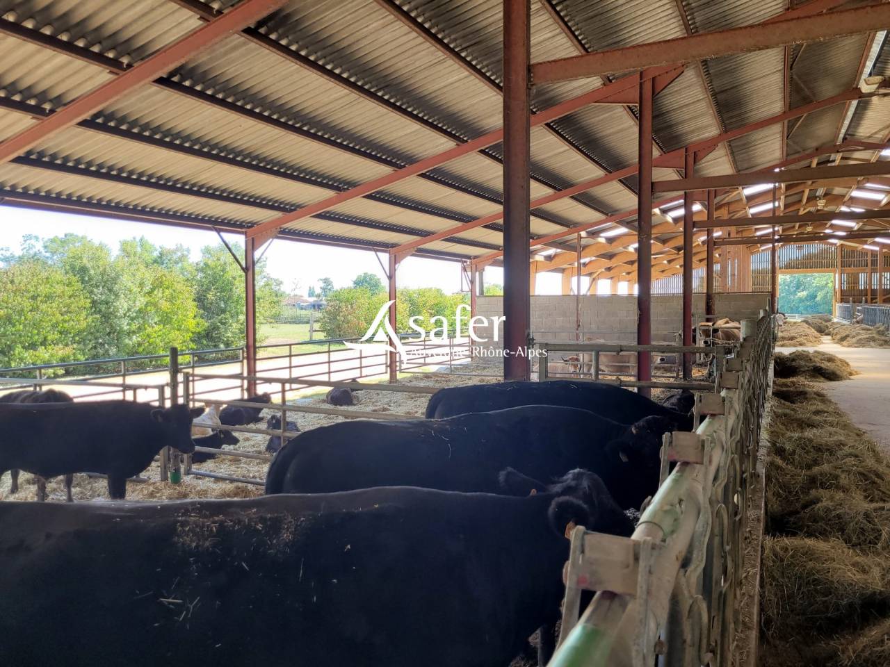 Sheep farm  Ain