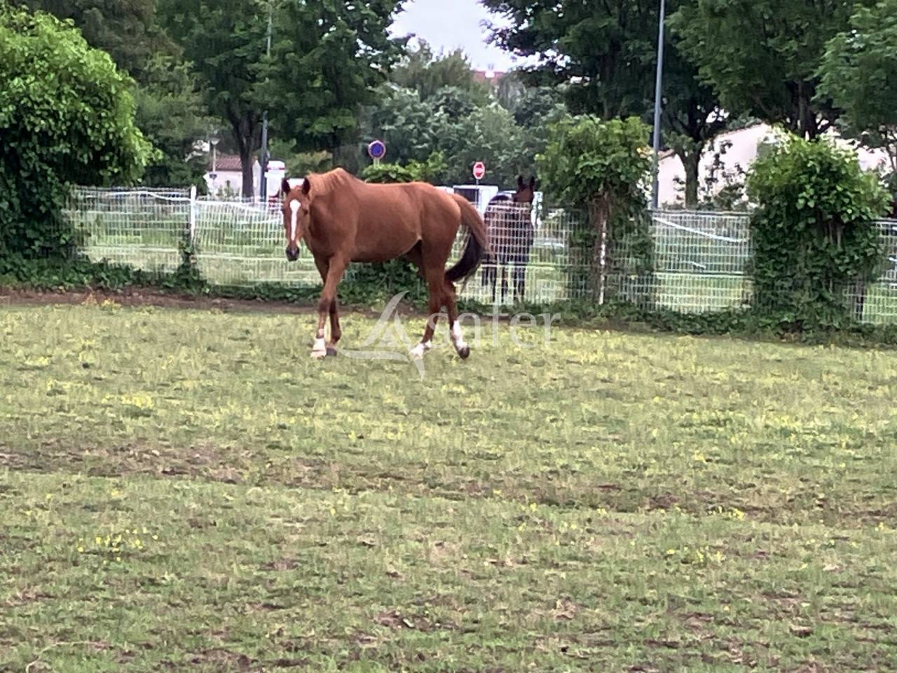Equestrian property  Vend&eacute;e