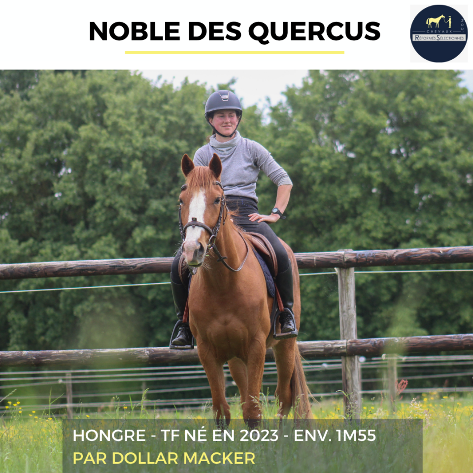 Gelding French Trotter For sale 2023 Chesnut