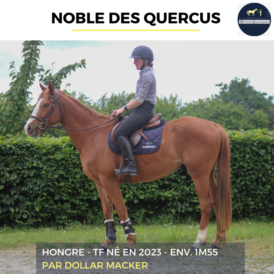 Gelding French Trotter For sale 2023 Chesnut