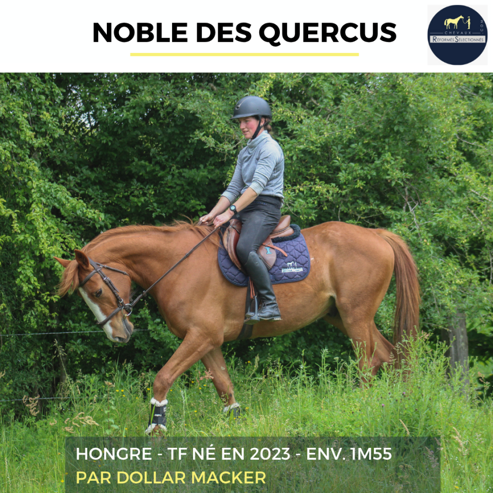 Gelding French Trotter For sale 2023 Chesnut