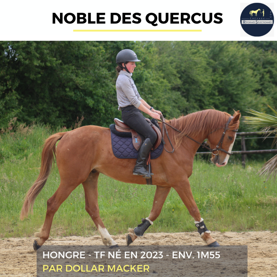 Gelding French Trotter For sale 2023 Chesnut