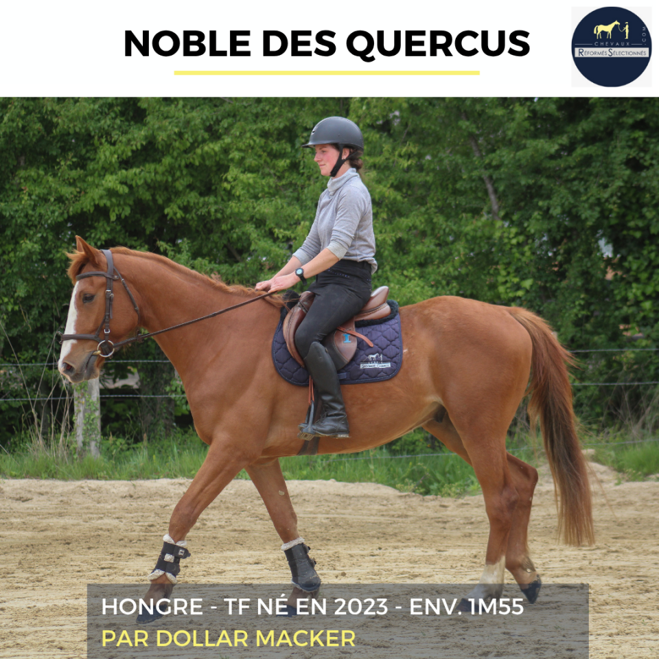 Gelding French Trotter For sale 2023 Chesnut