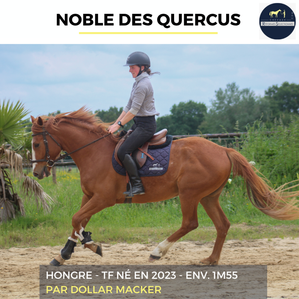 Gelding French Trotter For sale 2023 Chesnut