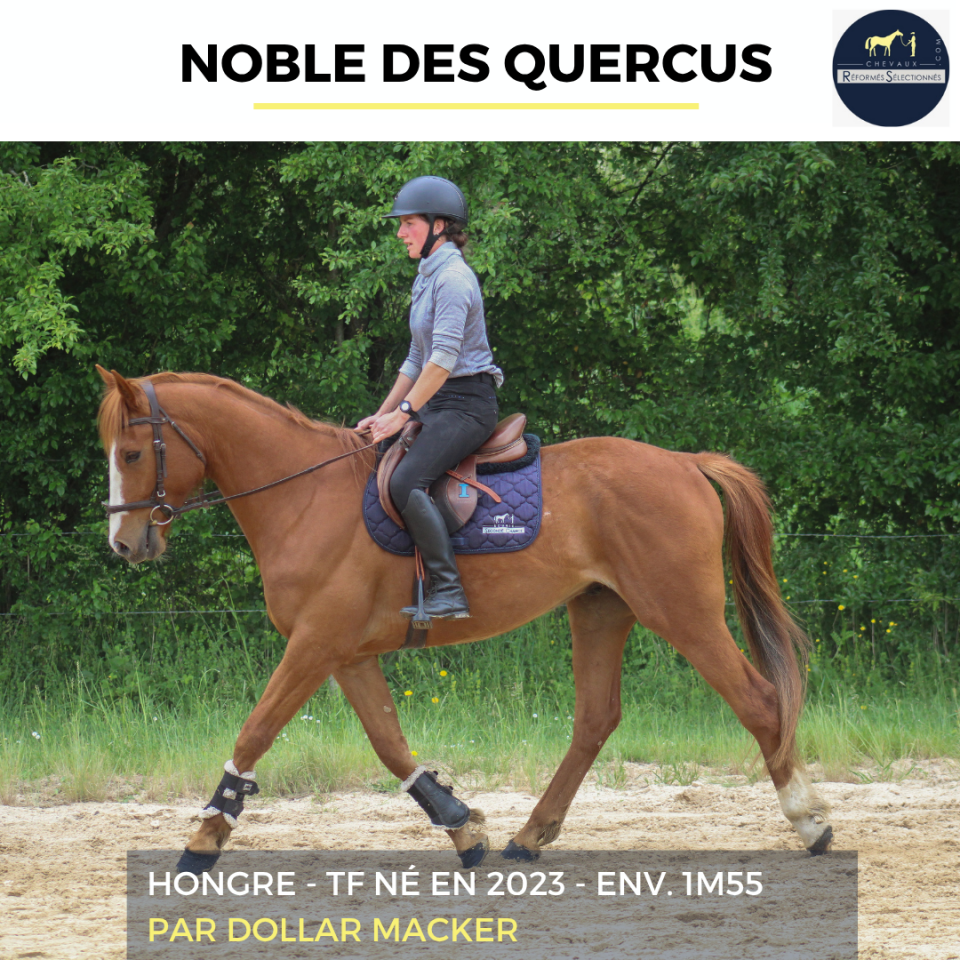 Gelding French Trotter For sale 2023 Chesnut