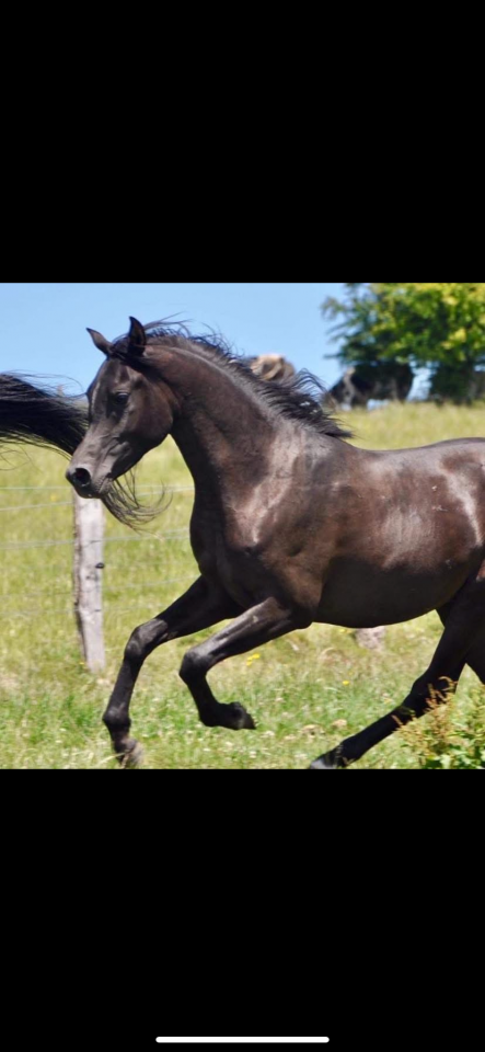 Mare Arabian Thoroughbred For sale 2016 Black