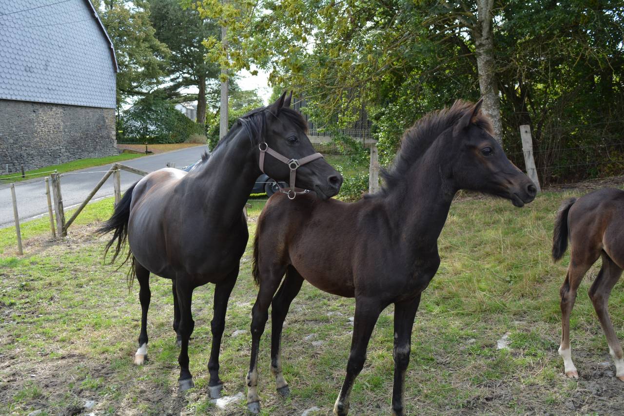 Mare Arabian Thoroughbred For sale 2016 Black