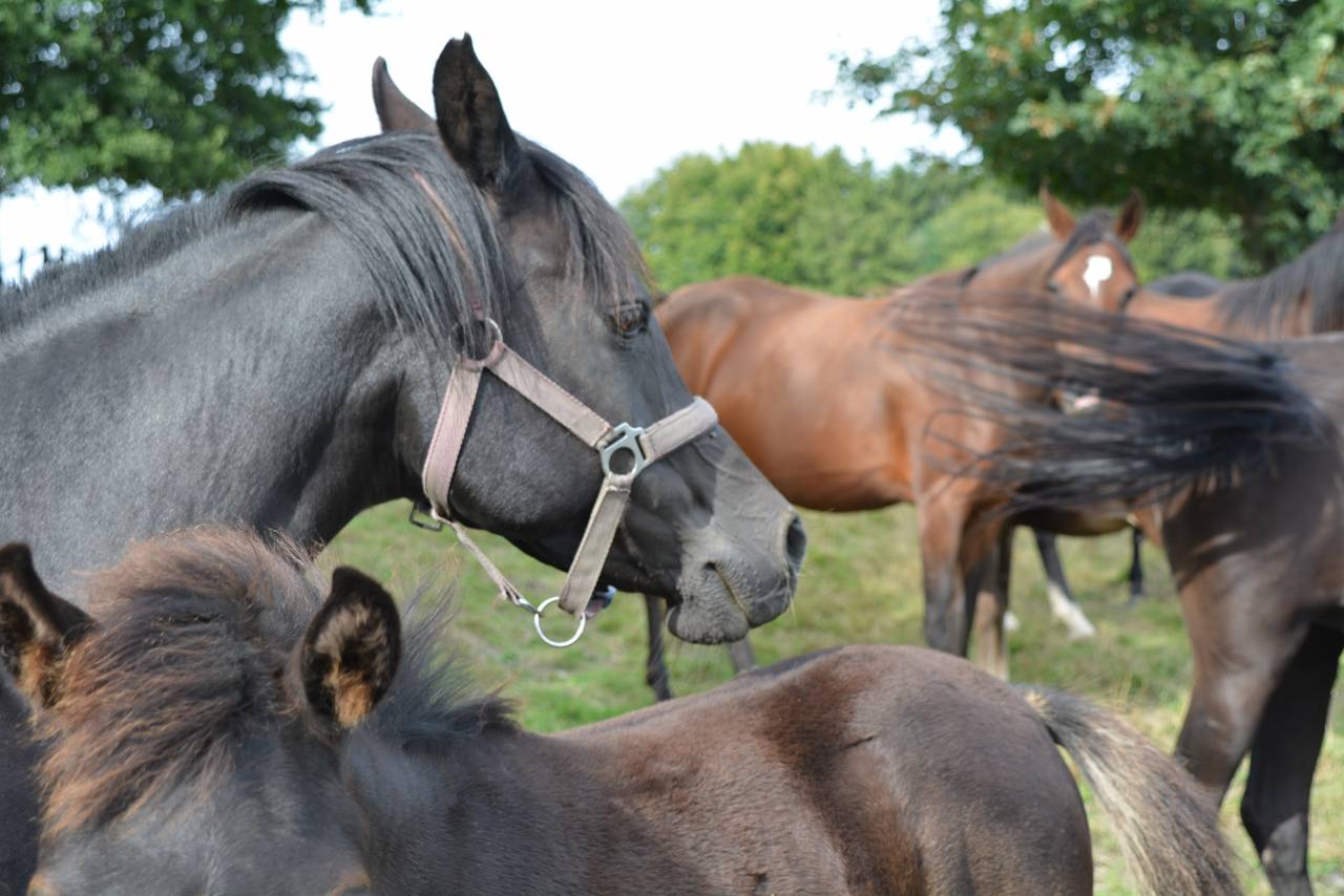 Mare Arabian Thoroughbred For sale 2016 Black