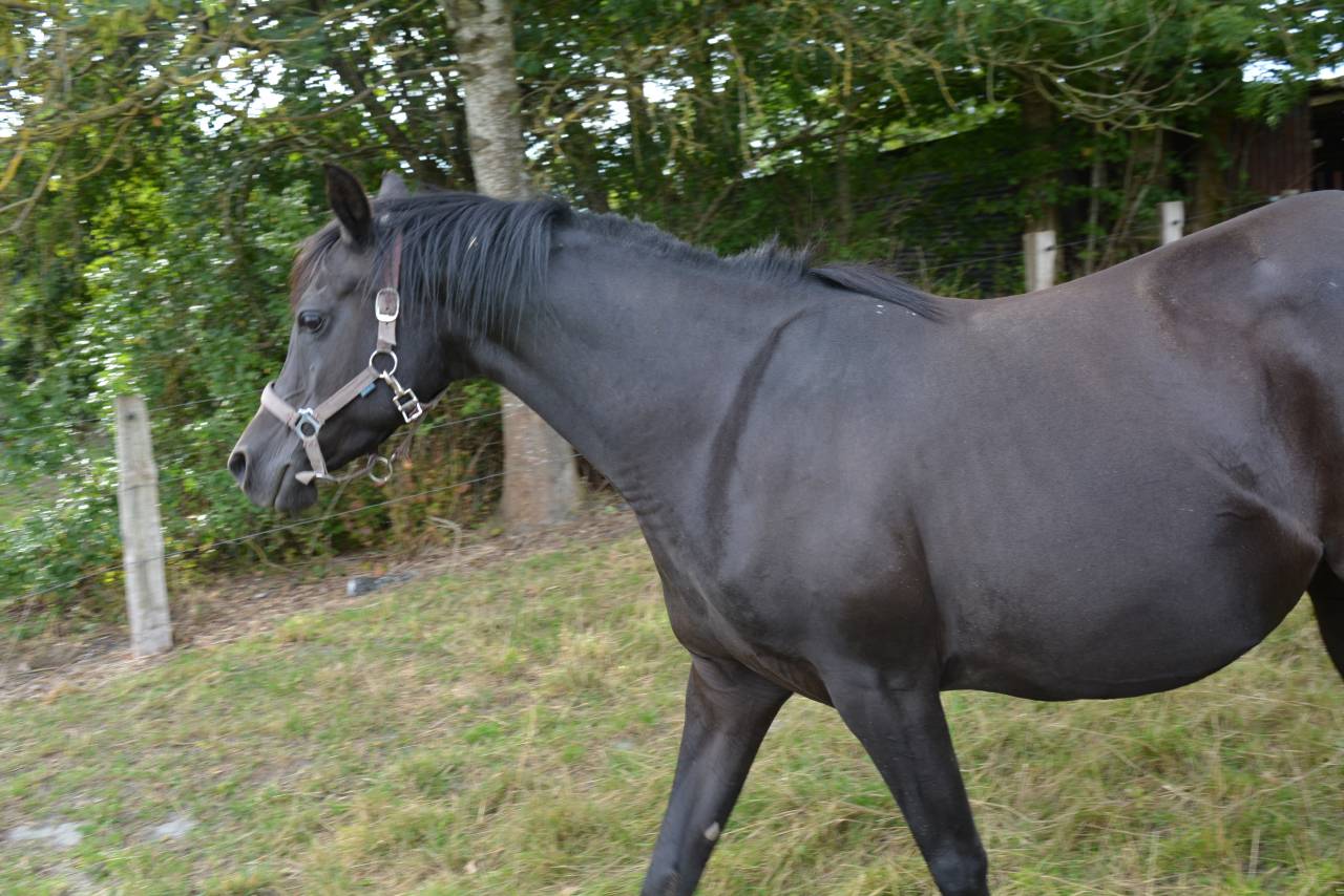 Mare Arabian Thoroughbred For sale 2016 Black