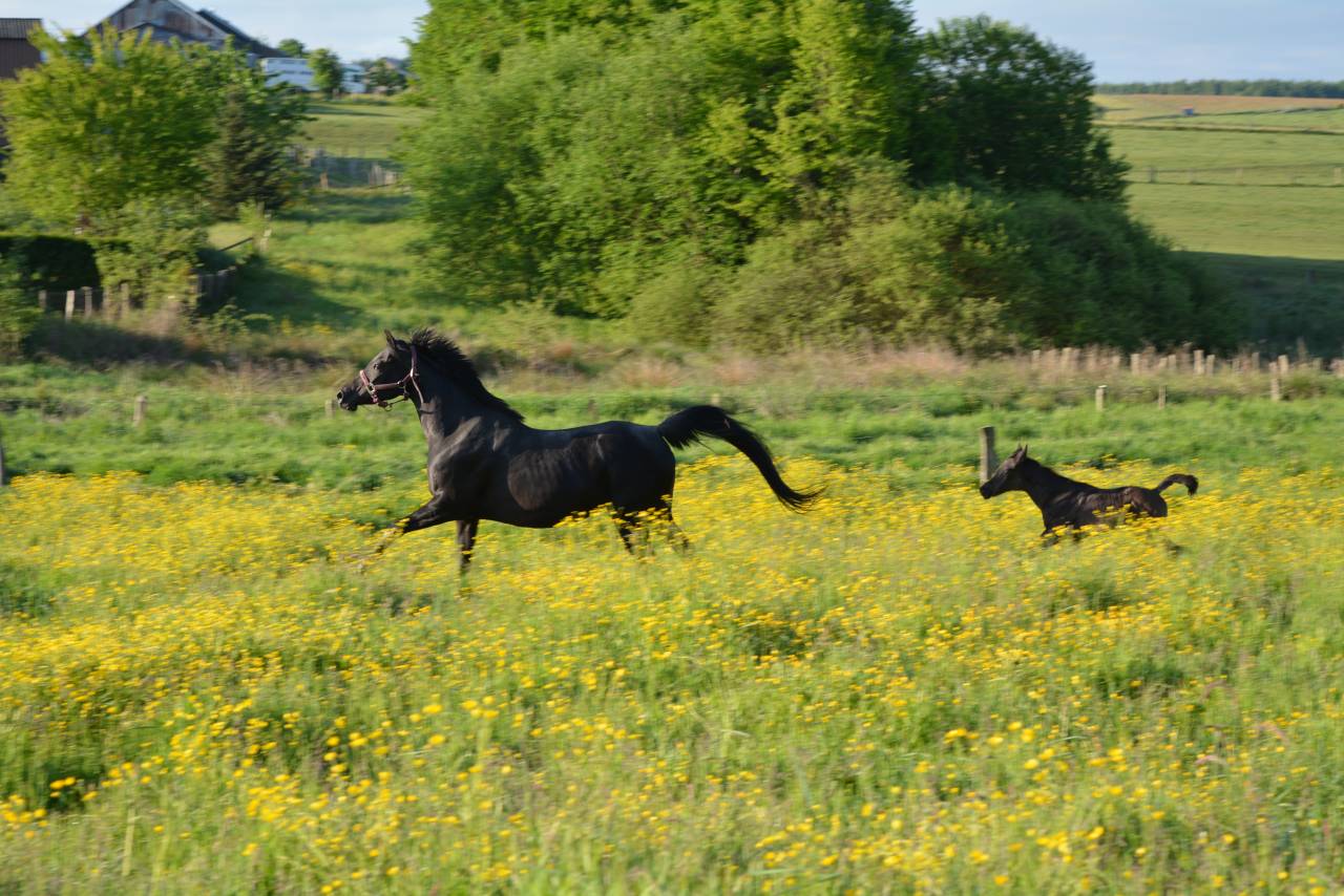 Mare Arabian Thoroughbred For sale 2016 Black