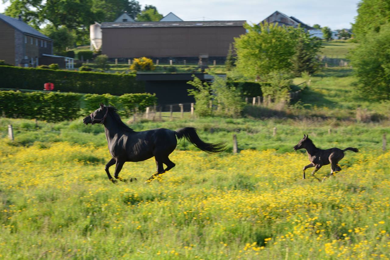 Mare Arabian Thoroughbred For sale 2016 Black