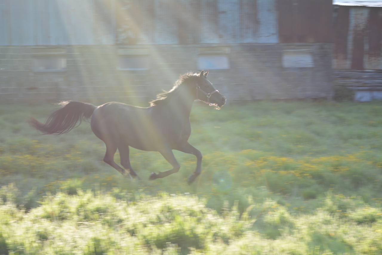 Mare Arabian Thoroughbred For sale 2016 Black