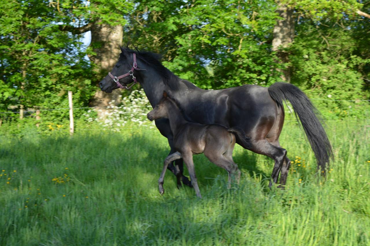 Mare Arabian Thoroughbred For sale 2016 Black