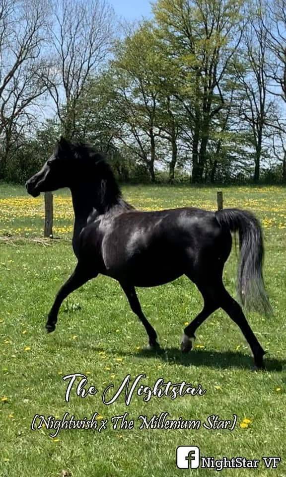 Mare Arabian Thoroughbred For sale 2016 Black