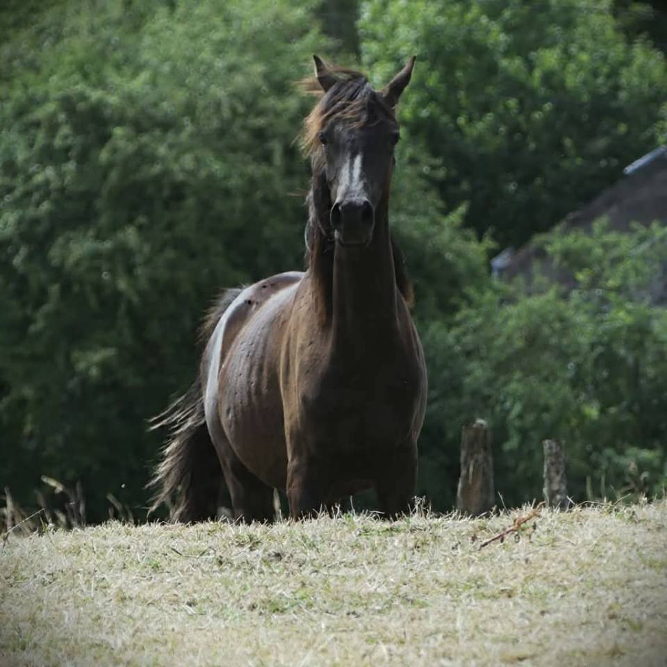 Filly Arabian Thoroughbred For sale 2025 Black