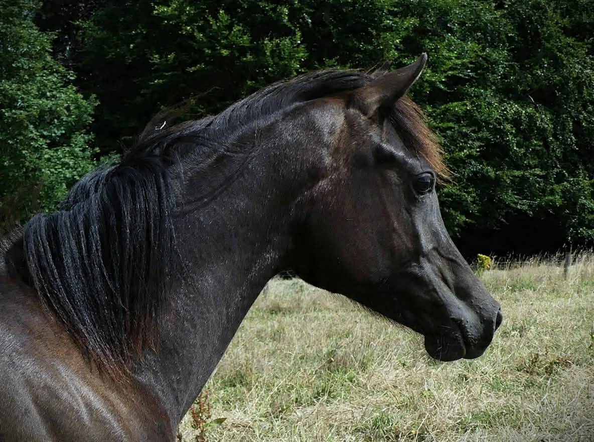 Filly Arabian Thoroughbred For sale 2025 Black