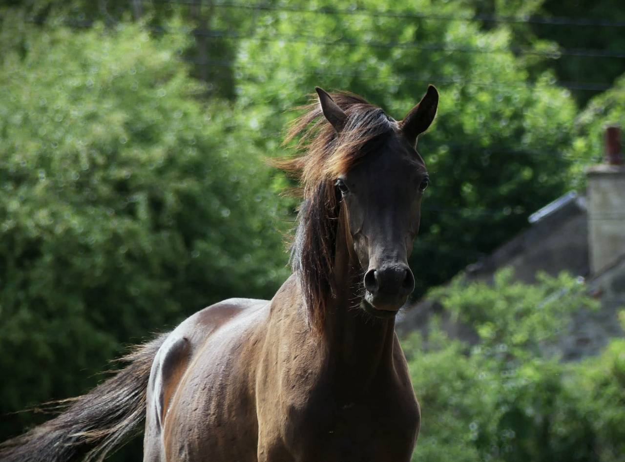 Filly Arabian Thoroughbred For sale 2025 Black