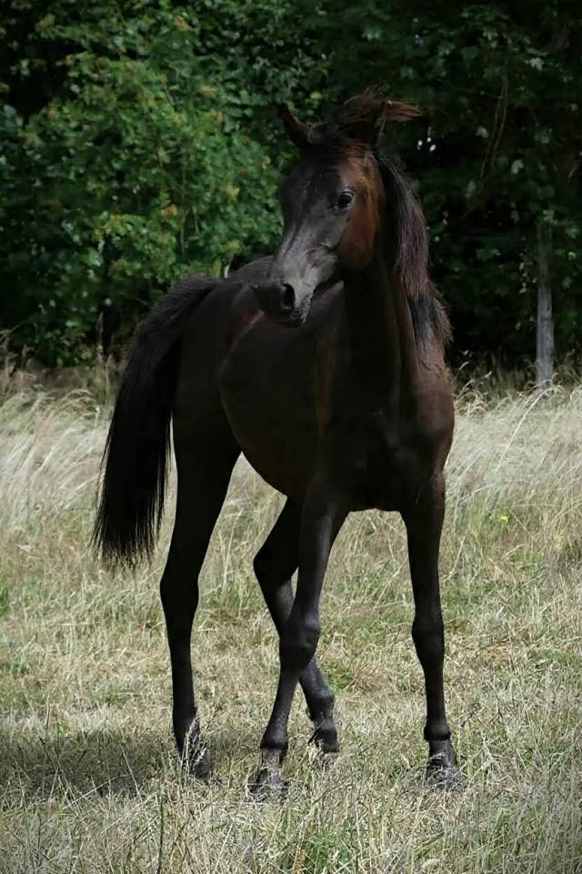 Filly Arabian Thoroughbred For sale 2025 Black