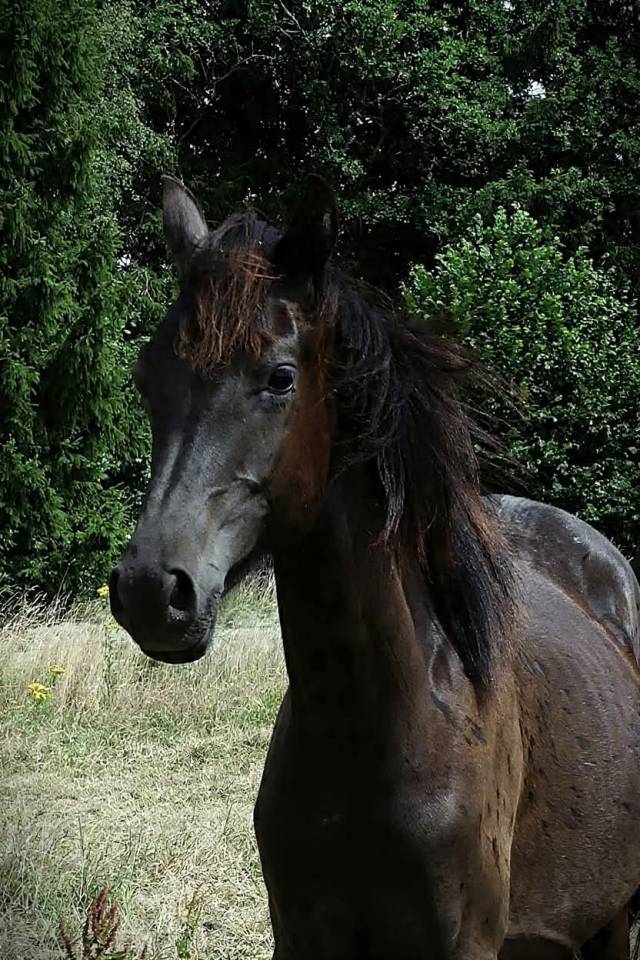 Filly Arabian Thoroughbred For sale 2025 Black