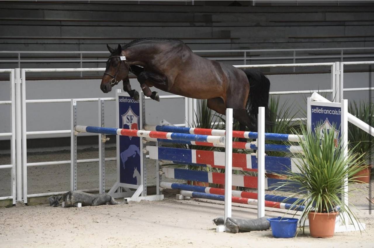 Gelding Selle Fran&ccedil;ais For sale 2015 Bay