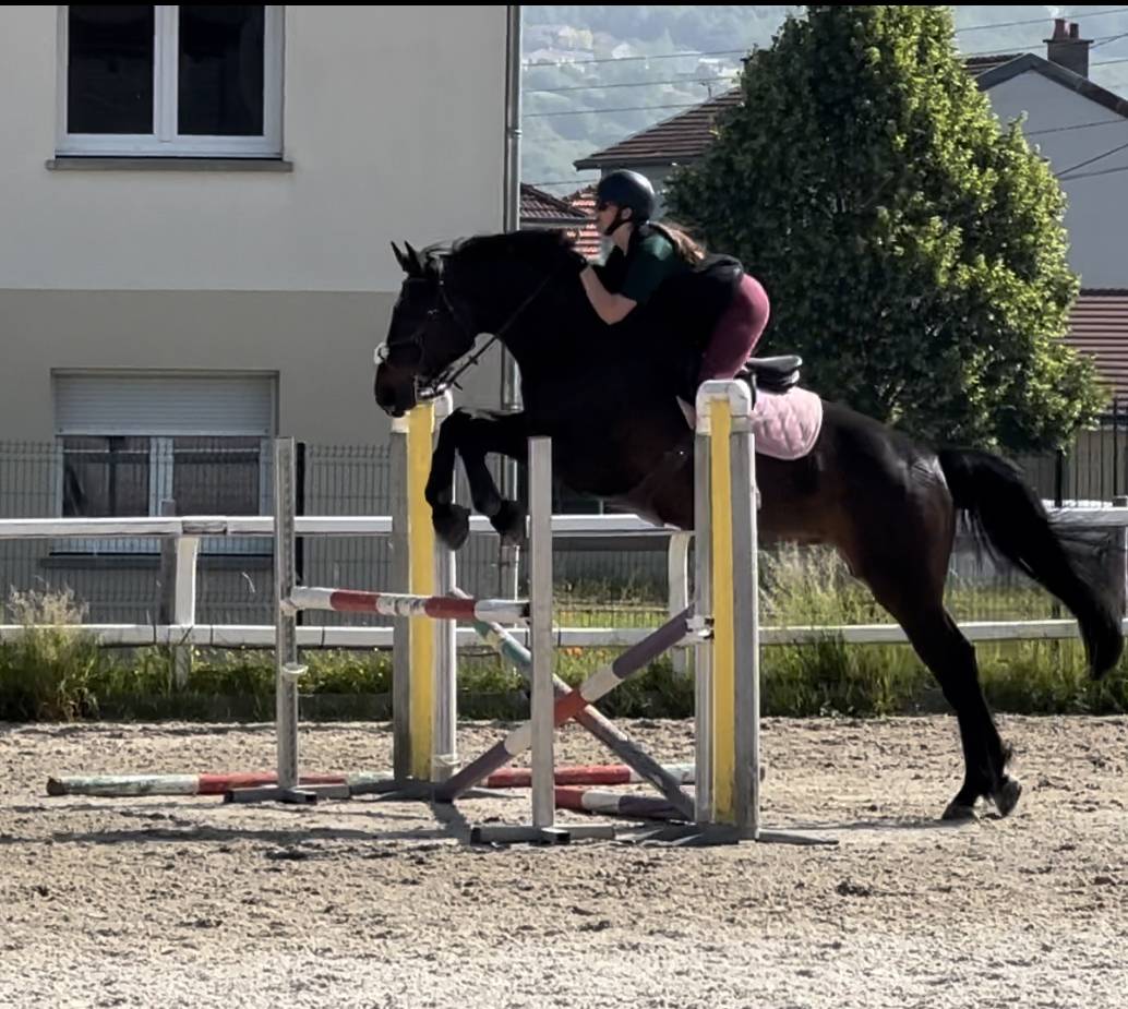 Gelding Selle Fran&ccedil;ais For sale 2015 Bay
