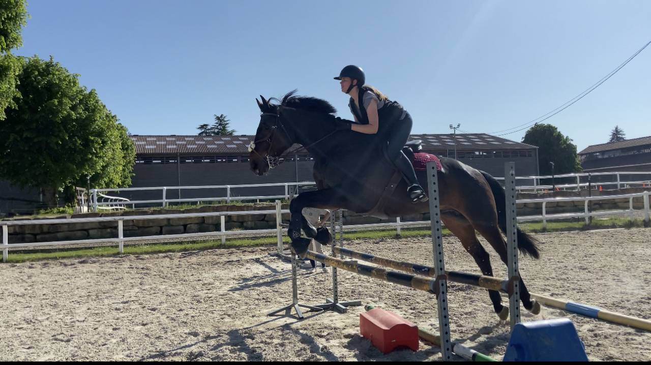 Gelding Selle Fran&ccedil;ais For sale 2015 Bay