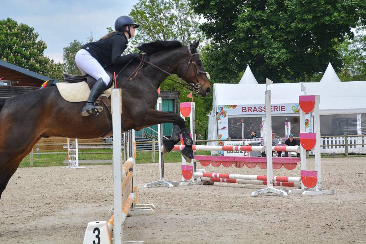 Gelding Selle Fran&ccedil;ais For sale 2015 Bay