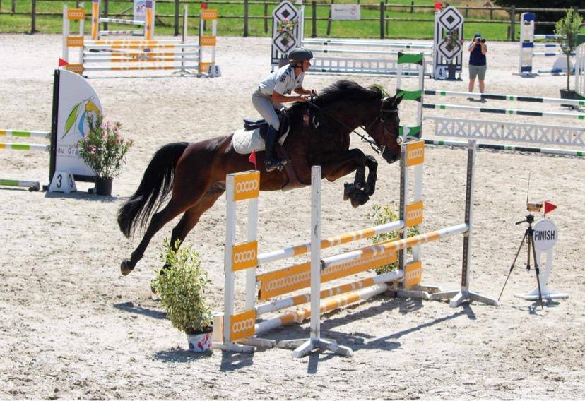 Gelding Selle Fran&ccedil;ais For sale 2015 Bay