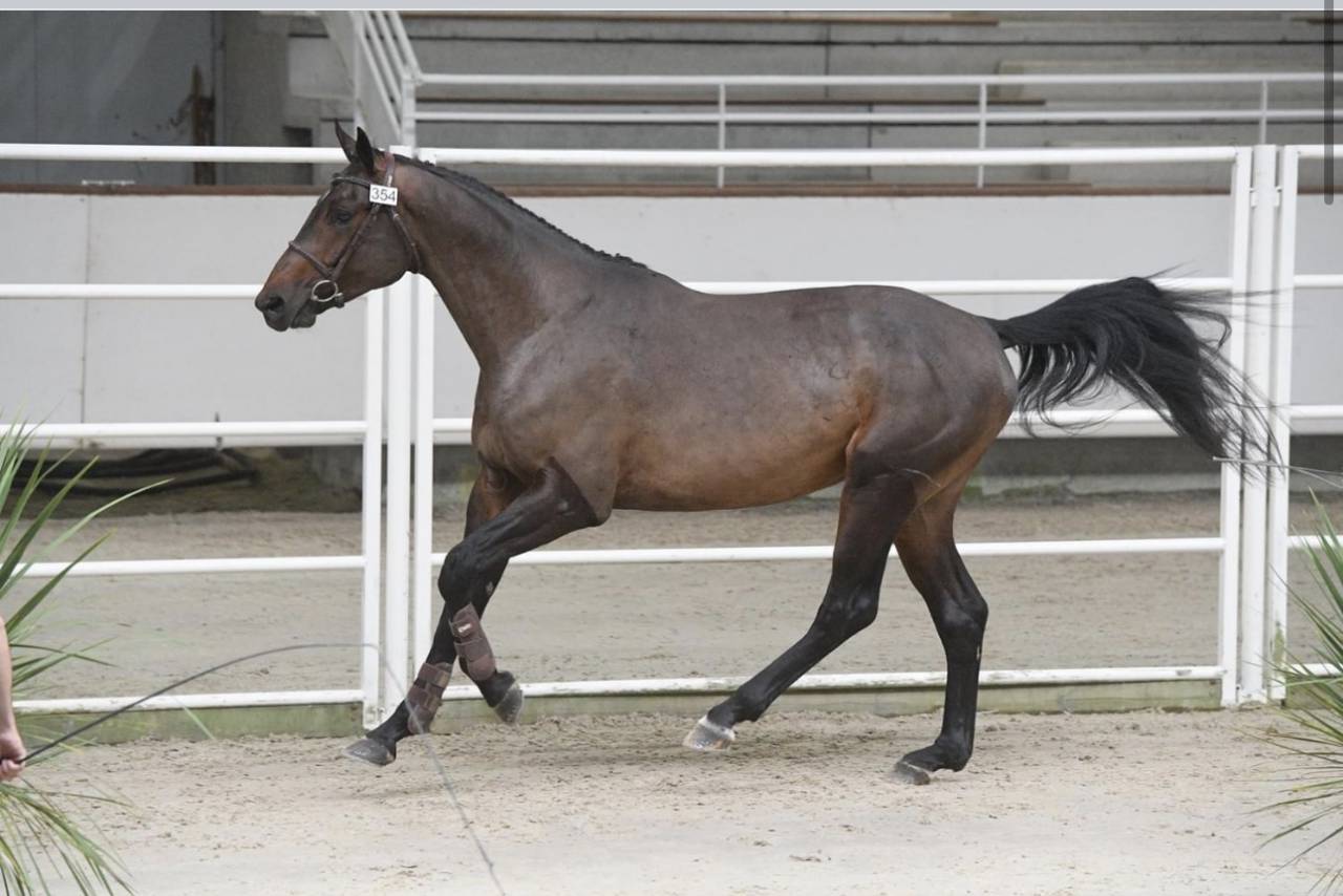 Gelding Selle Fran&ccedil;ais For sale 2015 Bay