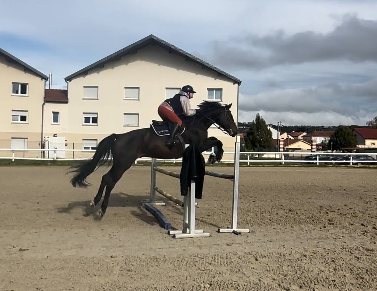 Gelding Selle Fran&ccedil;ais For sale 2015 Bay
